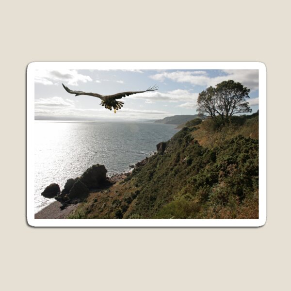 Aperçu de l'œuvre Sea Eagle - Black Isle créée et vendue par sandysshoots.