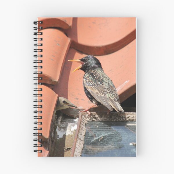 Item preview, Starling at Nest designed and sold by sandysshoots.
