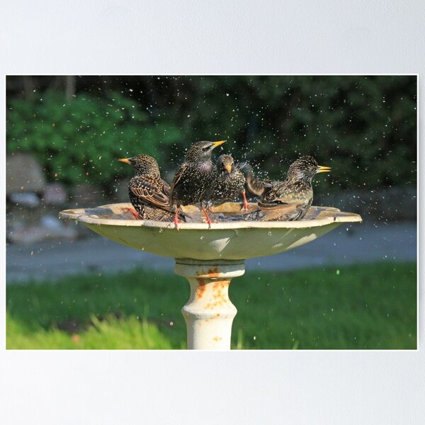 Item preview, Starling Bath designed and sold by sandysshoots.