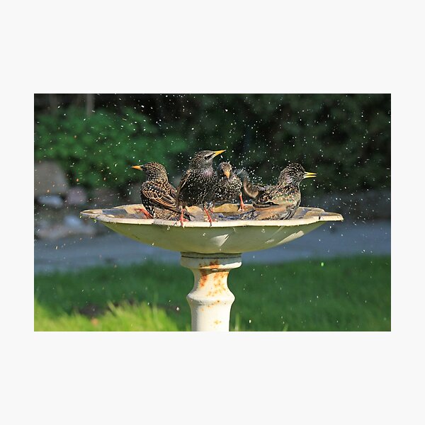Item preview, Starling Bath designed and sold by sandysshoots.