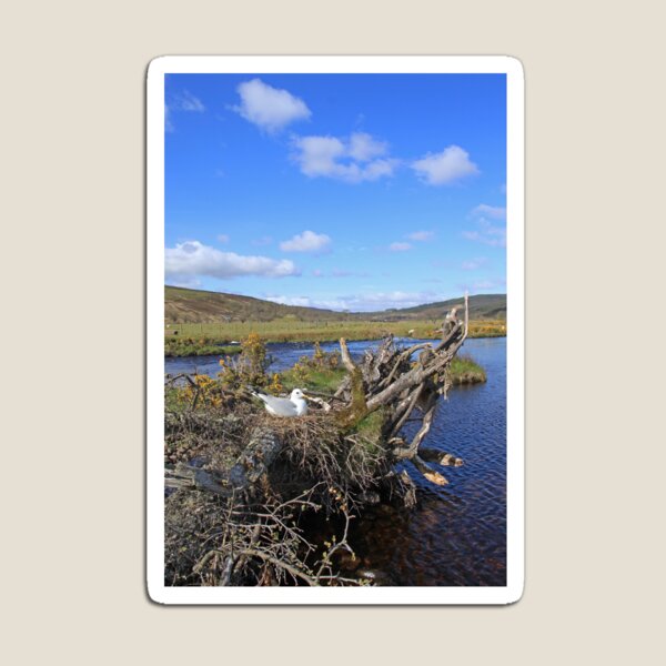 Item preview, Common Gull designed and sold by sandysshoots.
