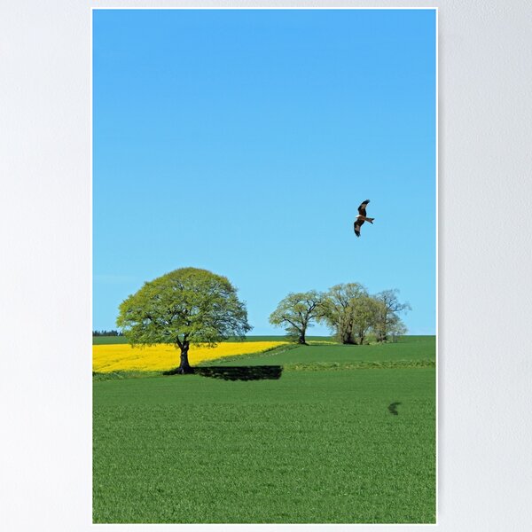 Item preview, Red Kite designed and sold by sandysshoots.