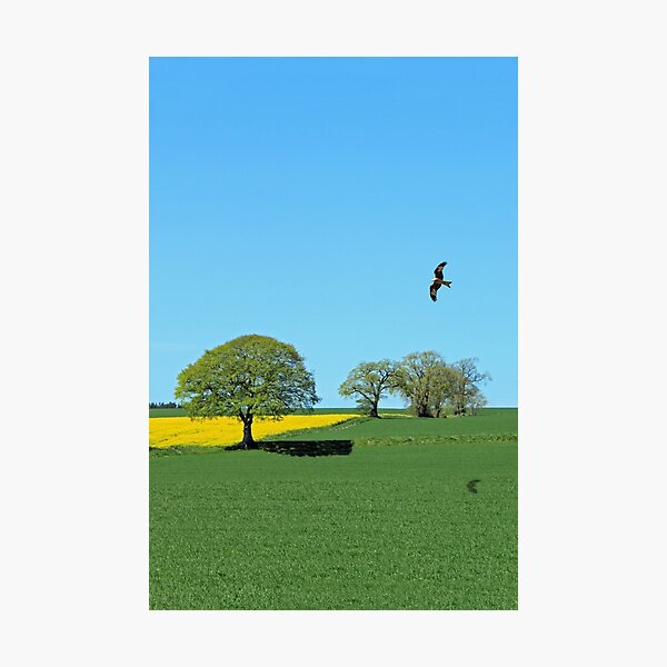 Item preview, Red Kite designed and sold by sandysshoots.