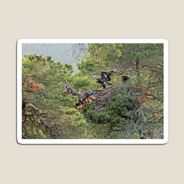 Item preview, Golden Eagle designed and sold by sandysshoots.