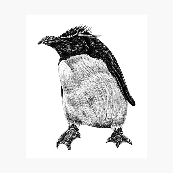 Item preview, Rockhopper penguin - black and white animal illustration bird designed and sold by LorenDowding.