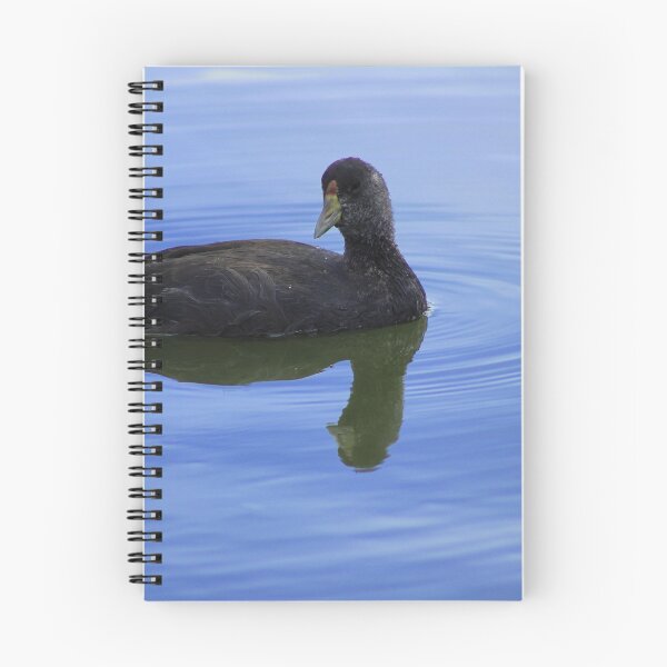 Aperçu de l'œuvre Juvenile American Coot créée et vendue par rhamm.