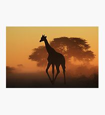 Giraffe - African Wildlife Background - Triangles in Nature Photographic Print