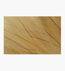 Furry Photographic Print