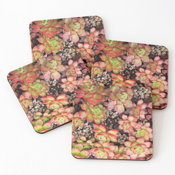 Item preview, Potted cactus, Jeju Island, Korea. designed and sold by human8891.