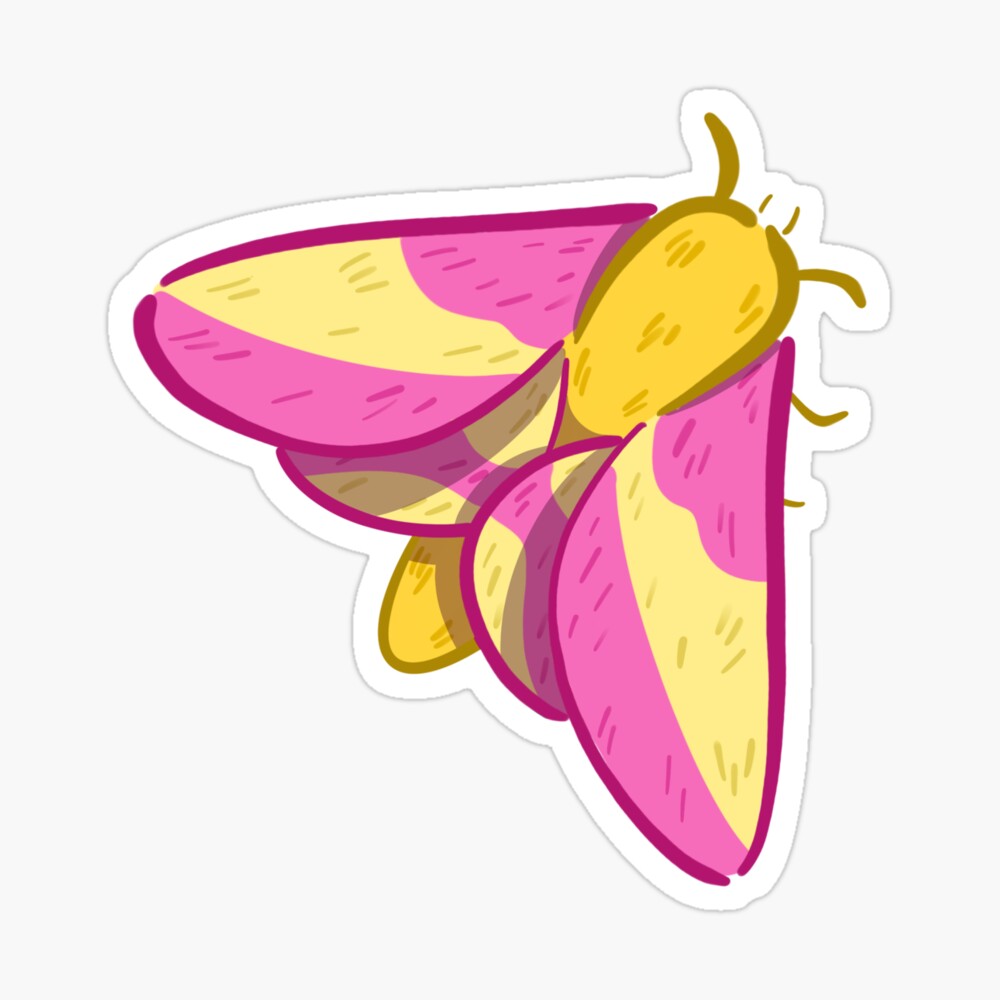 Rosy Maple Moth Art Board Print for Sale by ensdraws