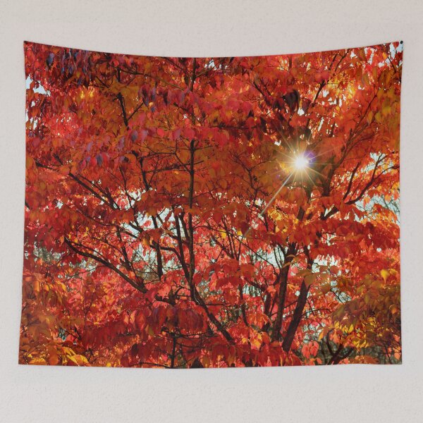 Item preview, Sun Through Autumn Leaves designed and sold by KPcaptures.