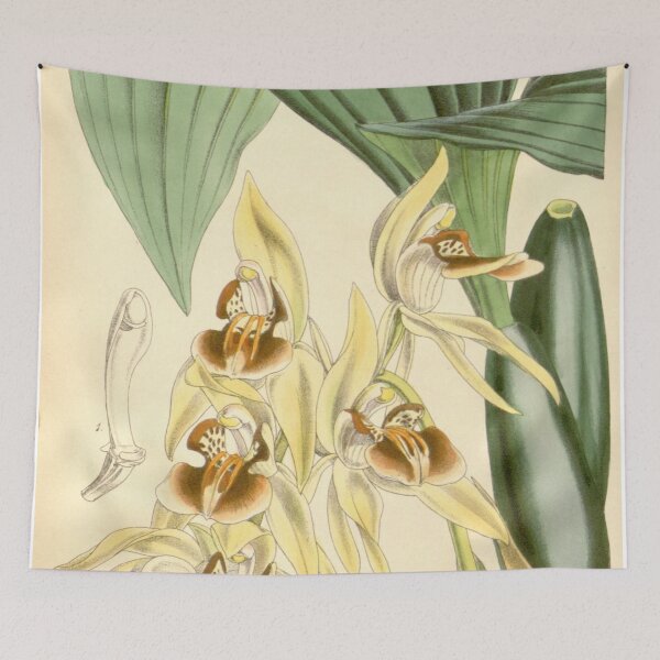 Item preview, Coelogyne fuscescens var. brunnea Curtis' 91 (Ser. 3 no. 21) pl. 5494 (1865) designed and sold by EsotericBotanic.