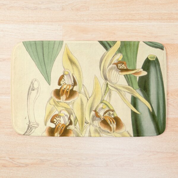 Item preview, Coelogyne fuscescens var. brunnea Curtis' 91 (Ser. 3 no. 21) pl. 5494 (1865) designed and sold by EsotericBotanic.