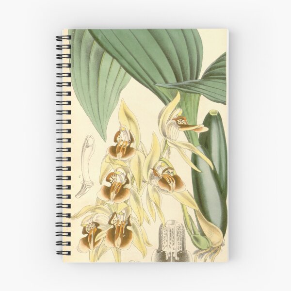 Item preview, Coelogyne fuscescens var. brunnea Curtis' 91 (Ser. 3 no. 21) pl. 5494 (1865) designed and sold by EsotericBotanic.