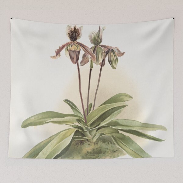 Item preview, Reichenbachia: Orchids Illustrated and Described designed and sold by EsotericBotanic.