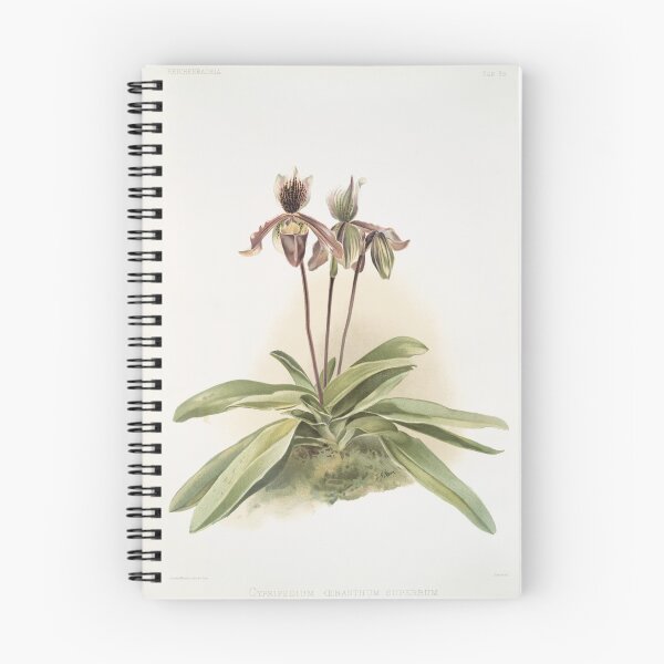 Item preview, Reichenbachia: Orchids Illustrated and Described designed and sold by EsotericBotanic.