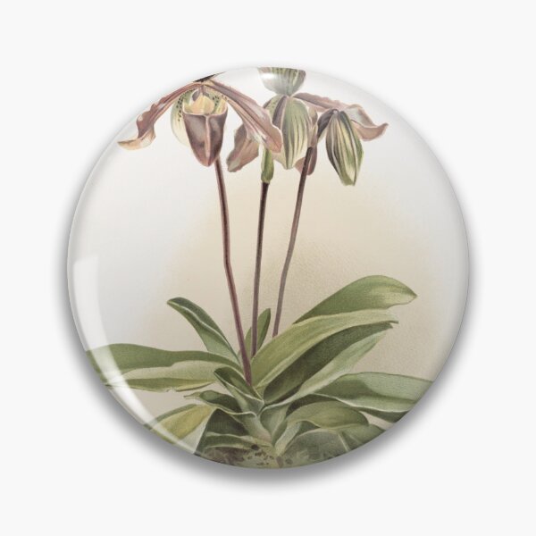 Item preview, Reichenbachia: Orchids Illustrated and Described designed and sold by EsotericBotanic.