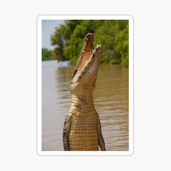 Jumping Crocodile Sticker