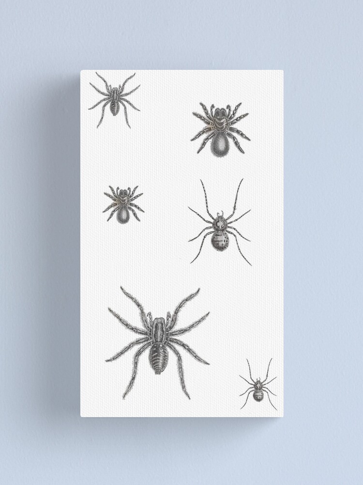 "black And White Arachnids, Spiders: Tarantula, Tarantula Wolf Spider ...