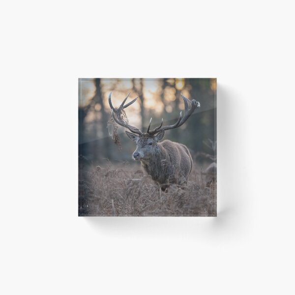 Item preview, Ciervo rojo designed and sold by Steve Liptrot Photography.