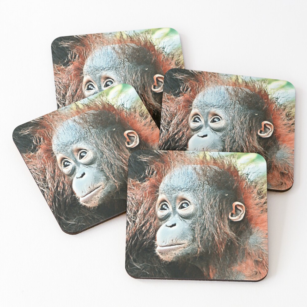Baby orangutan living in Tanjung Puting National Park Coasters (Set of 4)