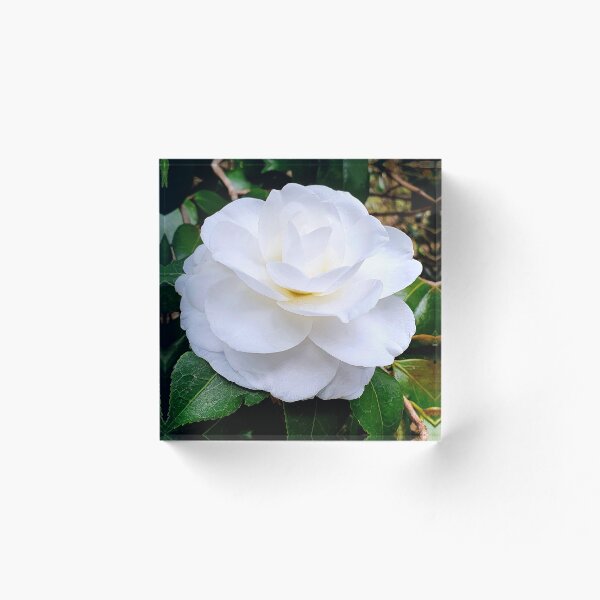 Item preview, White camélias  designed and sold by Nelio2020.