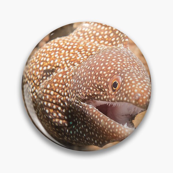 Item preview, White Mouth Moray Eel designed and sold by dvlcom.