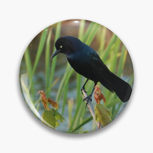 Item preview, Grackle Hiding In Marsh designed and sold by Cynthia48.