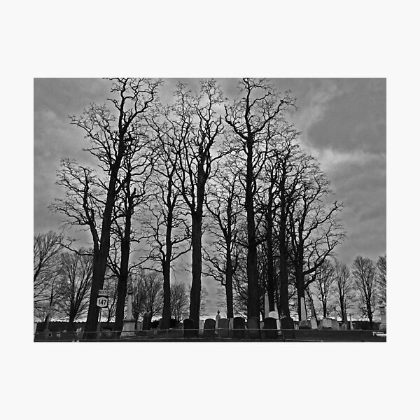 Cemetery Trees Photographic Print
