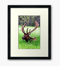 Bull Elk Framed Print