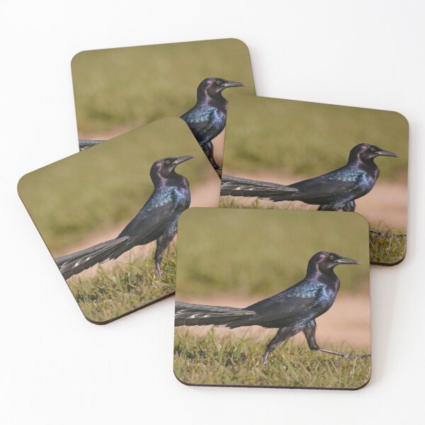 Item preview, Boat-tailed Grackle walking designed and sold by Zina Stromberg.