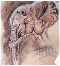 Elephant Poster