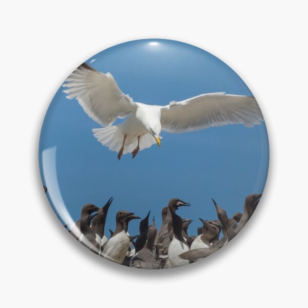 Item preview, Seagull hovering over the birds designed and sold by HaleyRedshaw.