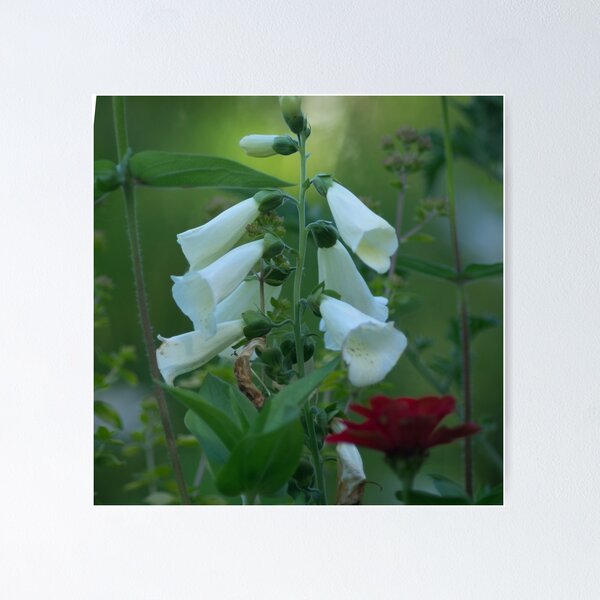 Aperçu de l'œuvre White Foxglove créée et vendue par Clare Colins.
