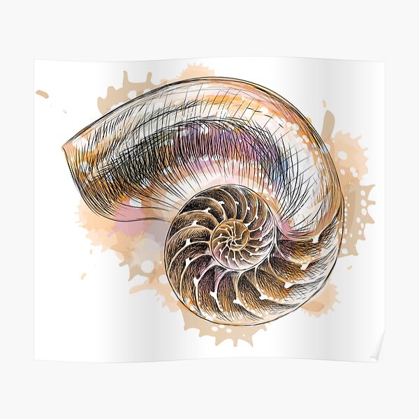 Nautilus Shell Wall Art Redbubble