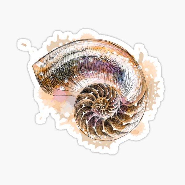 Nautilus Shell Stickers Redbubble