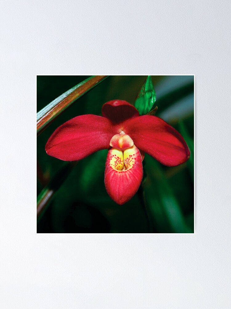 Póster «Orquídea zapatilla de dama rojo rubí» de Rivercoatl | Redbubble