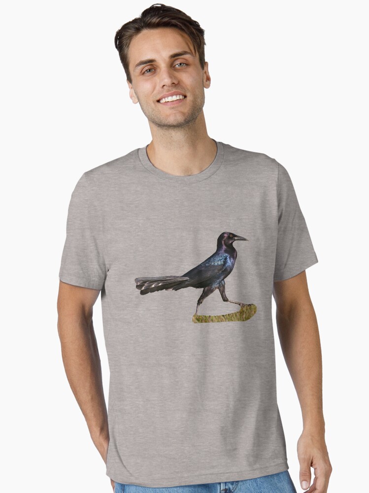 Boat-tailed Grackle walking