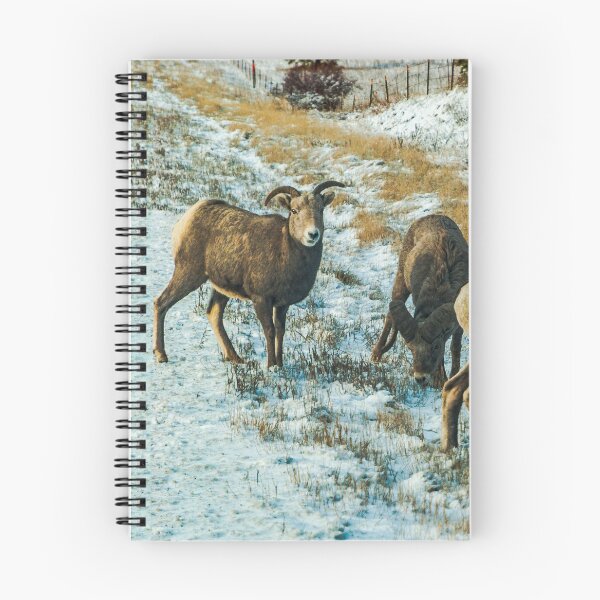Item preview, Big Horn Sheep on Road designed and sold by Bryan Spellman.