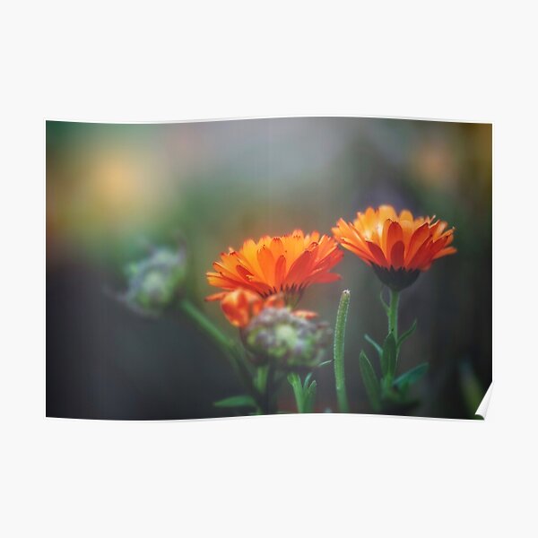 Poster Ringelblumen Redbubble