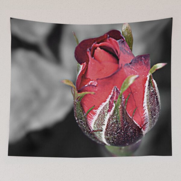 Aperçu de l'œuvre Rose rouge pré floraison, rose de Portland, fond noir et blanc créée et vendue par naturecdesigns.
