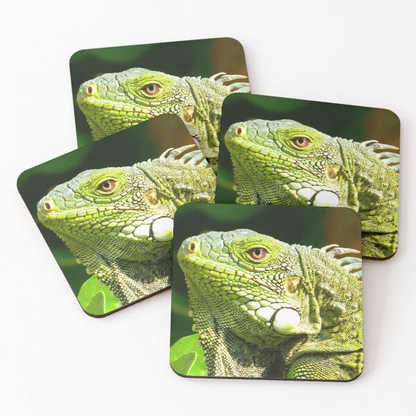 Item preview, Aruba Iguana | Exotic Wildlife Caribbean Holiday | Summer Nature Photography designed and sold by KristinasPhotos.