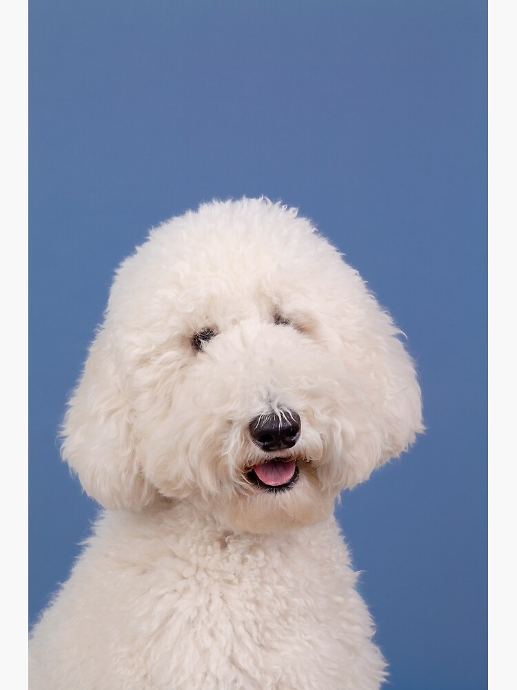 "White Goldendoodle" Photographic Print for Sale by mialeephoto | Redbubble