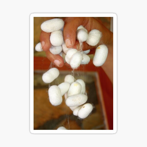Item preview, Mullberry Silkworm Cocoons designed and sold by taiche.