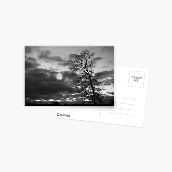 Crooked Tree Postcard