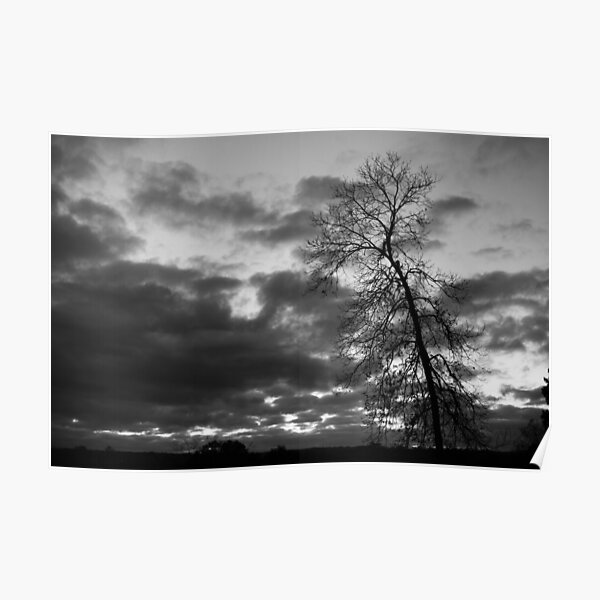 Crooked Tree Poster