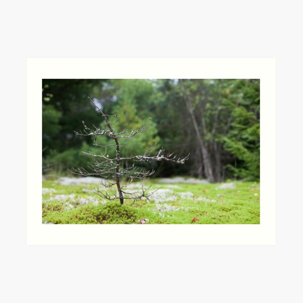 Tiny Tree Art Print