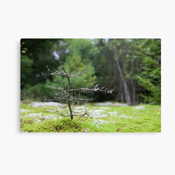 Tiny Tree Canvas Print
