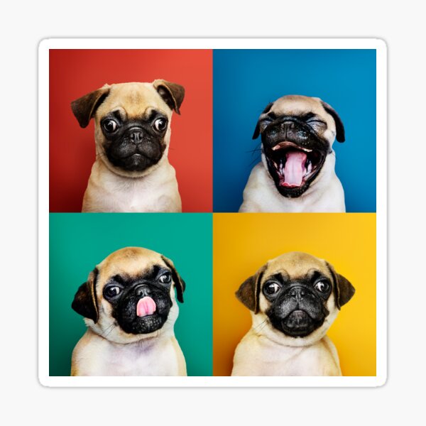 Item preview, Cute Pug Puppy designed and sold by Borislav Shekerdzhiyski.