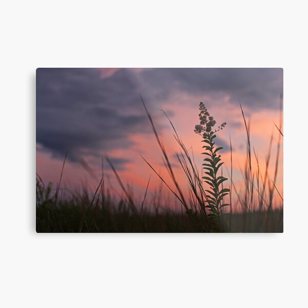 Spider Sunset Metal Print